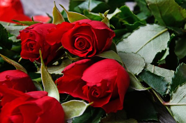 rouge, des roses, journée, Valentines, bouquet, Valentin