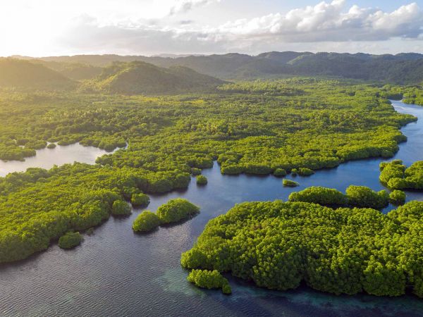 water,natuur,amazonia,Bos,bomen,planten