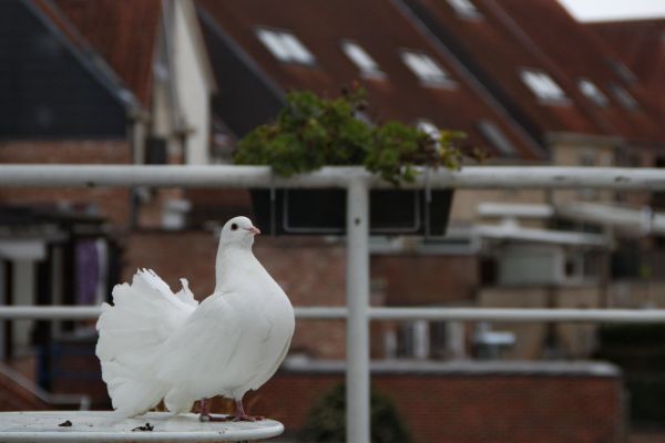 oiseau,faune,Vogel,Duif,Pigeon,personne