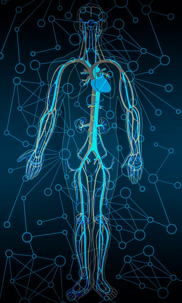 corpo umano,circulatory system,circolazione,sangue,anatomia,corpo