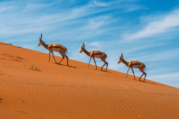 Africa,mediul natural,deşert,nisip,cămilă,landform eolian