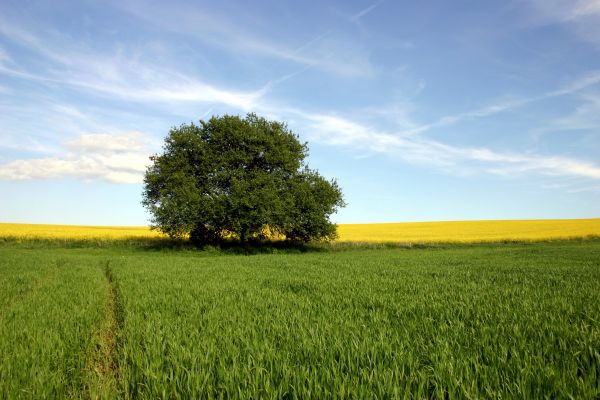 landscape, tree, grass, horizon, cloud, plant