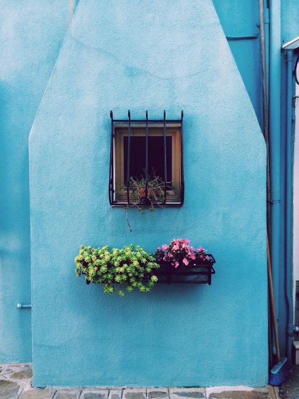 Haus,Fenster,Mauer,Pflanze,Blume,Grün