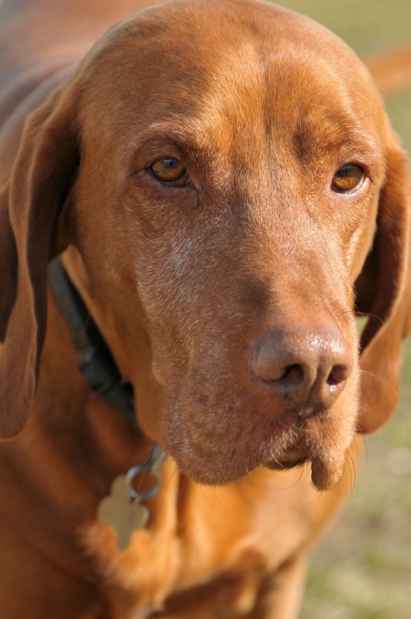 hund, däggdjur, husdjur, ryggradsdjur, hundras, vizsla