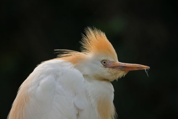 pájaro,ala,fauna silvestre,pico,al aire libre,salvaje