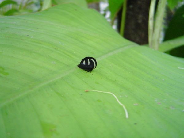 Natur,Blatt,Blume,Grün,Insekt,Fotografie