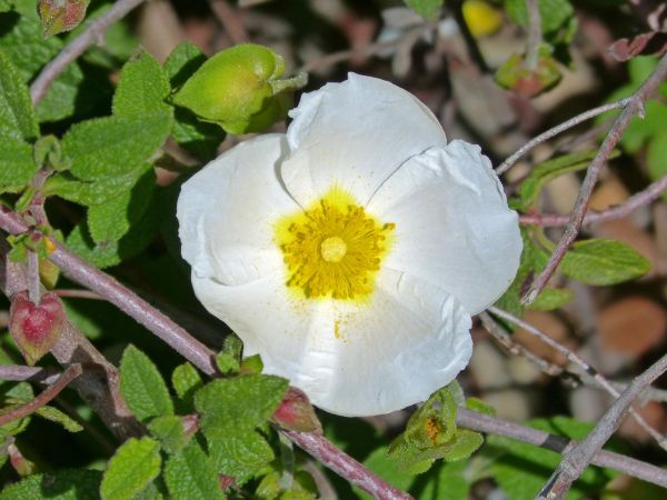 blomstre,anlegg,blomst,rose,produsere,botanikk