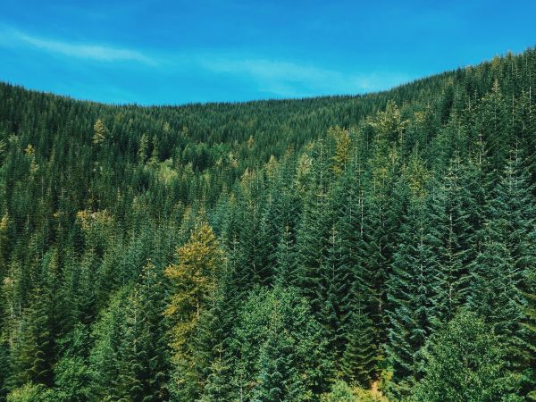 Baum, Wald, Wildnis, Berg, Pflanze, Himmel