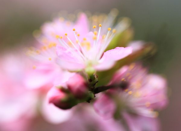 afdeling, blomst, plante, blomst, kronblad, fotografering