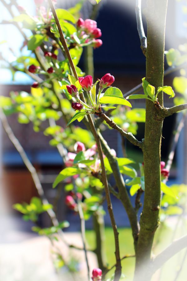 ramo, pianta, foglia, albero, fiorire, fotografia