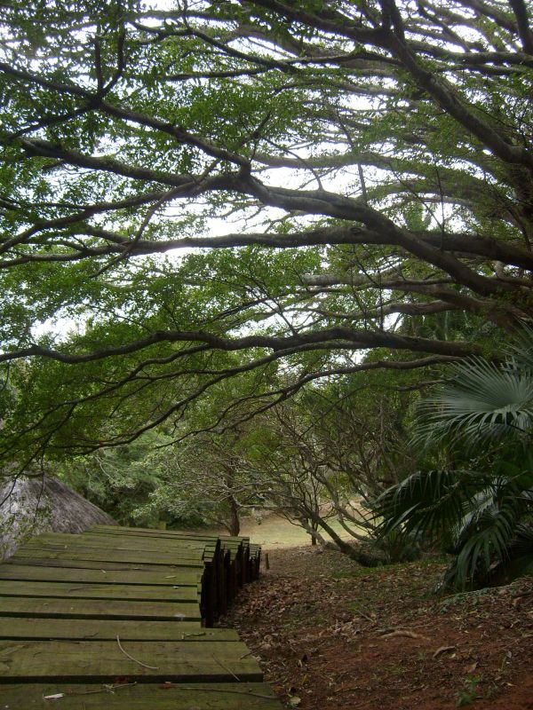 landskab, træ, natur, Skov, sti, pathway