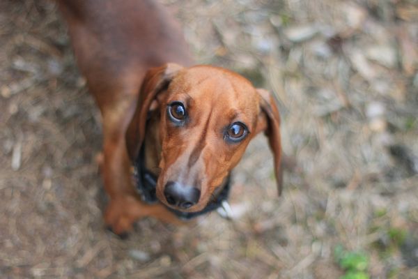 หมา,สัตว์เลี้ยงลูกด้วยนม,สัตว์มีกระดูกสันหลัง,canidae,สายพันธุ์สุนัข,สัตว์กินเนื้อ