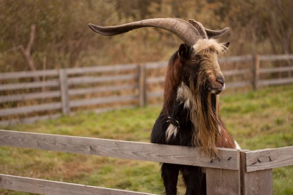 djur-,vilda djur och växter,get,Zoo,horn,däggdjur