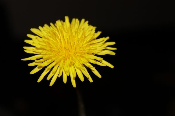 natura,pianta,foglia,fiore,petalo,dente di leone