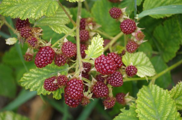 plante, fruit, baie, aliments, fleur, herbe