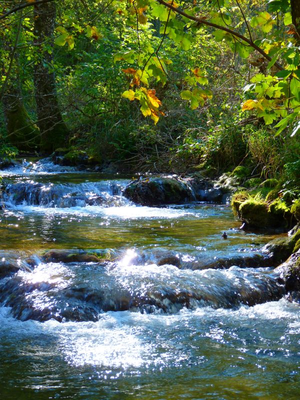 風景,木,水,自然,森林,滝