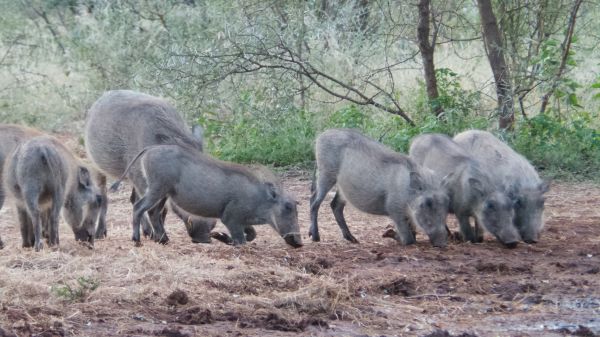 animais selvagens, rebanho, Pastoreio, África, mamífero, fauna