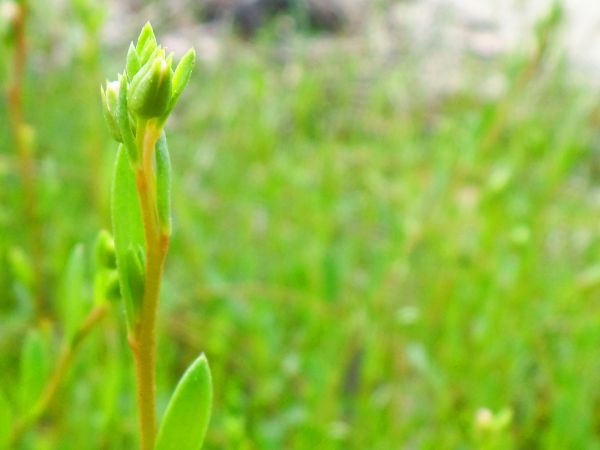 rumput,menanam,halaman rumput,bidang,padang rumput,padang rumput