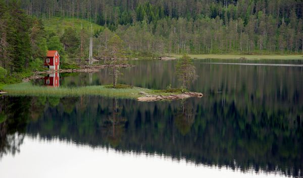 albero,acqua,foresta,palude,lago,stagno