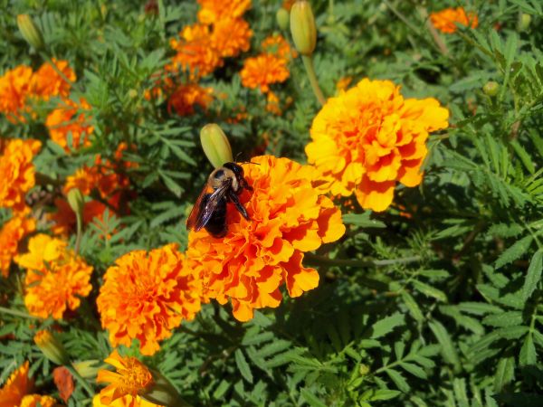 natuur, buitenshuis, bloesem, vleugel, fabriek, weide