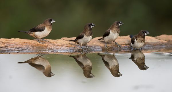 branche,oiseau,faune,le bec,faune,réflexion