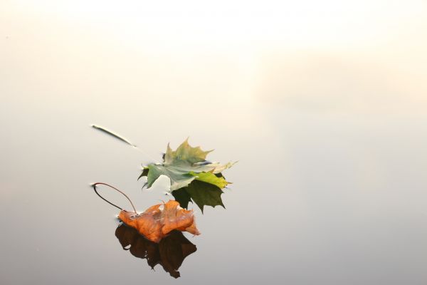 natuur,fabriek,zonlicht,blad,tak,ochtend-