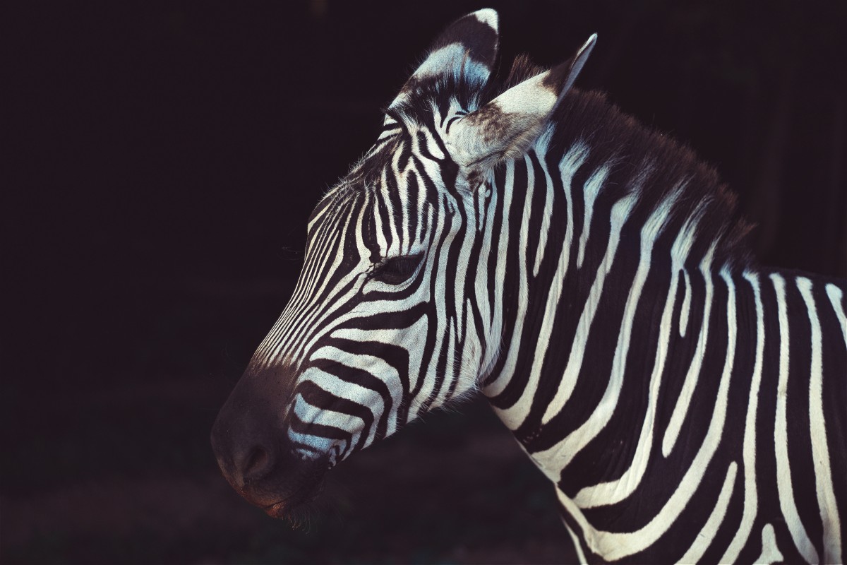 Schwarz und weiß, Tier, Tierwelt, Säugetier, Streifen, Fauna, Zebra, Nahansicht, Wirbeltier, Pferd wie Säugetier