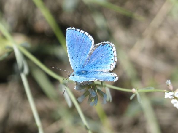 Natura, kwiat, dzikiej przyrody, owad, motyl, flora