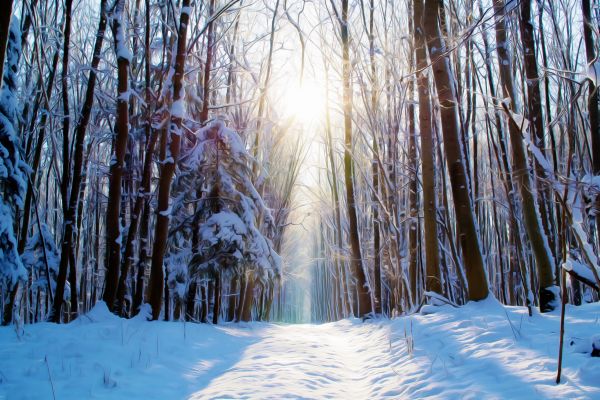 albero,natura,foresta,ramo,la neve,freddo