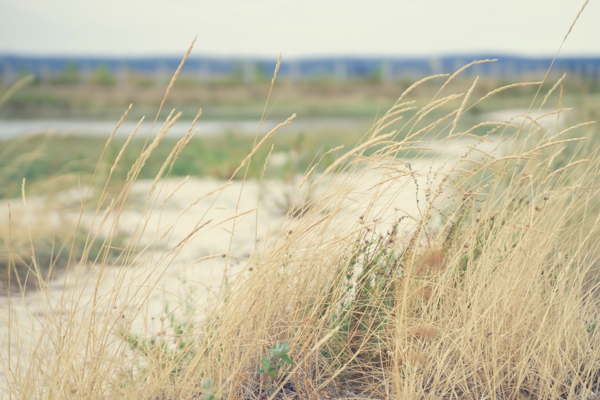 strand, landskab, hav, kyst, græs, sand, marsk, plante, Mark, eng, prærie, klit, kyst, vind, kystnære, afgrøde, lange græs, brise, landbrug, terræn, græsarealer, vådområde, levested, økosystem, steppe, landdistrikt, naturligt miljø, græsfamilien, Phragmites