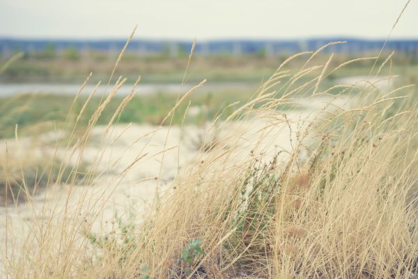 beach,landscape,sea,coast,grass,sand