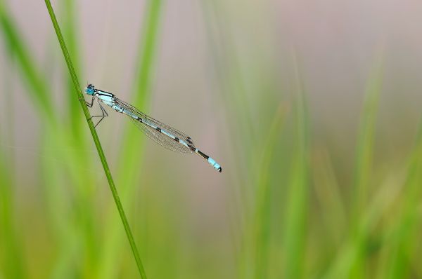 natura,erba,ala,fotografia,verde,prato