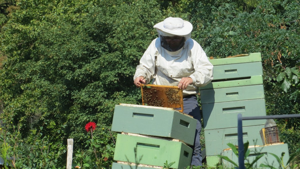 natur, honung, insekt, ryggradslös, biodlare, bi, bin, bikupa, kammar, pollinerare, membran bevingade insekt