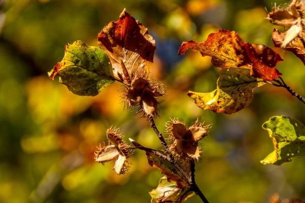 plante,arbre,la nature,branche,fleur,la photographie