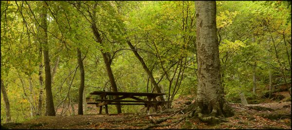 tre,natur,gren,anlegg,skog,villmark