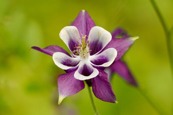 natur,blomma,växt,blomma,vit,fotografi