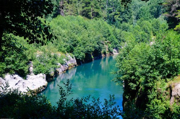 δέντρο,νερό,φύση,δάσος,λουλούδι,λίμνη