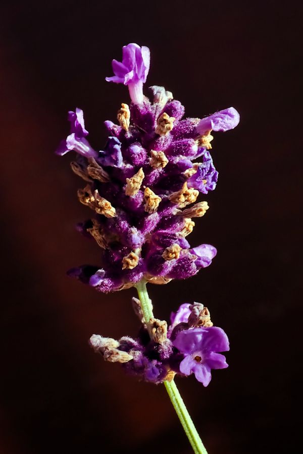 Natur, blühen, Pflanze, Blume, Fotografie, lila