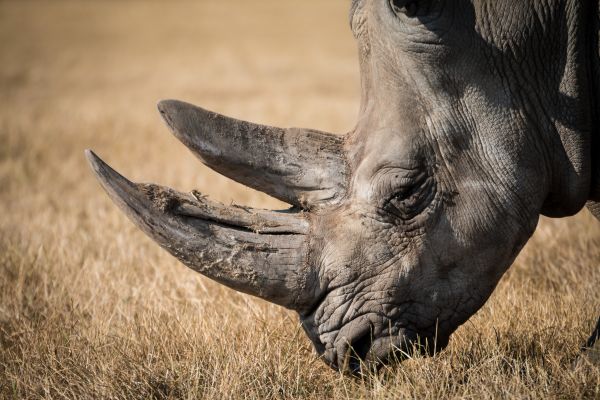 natura,animale,natura,selvaggio,corno,mammifero