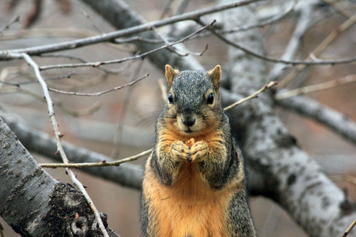 natuur, tak, dier, wildlife, dierentuin, critter, zoogdier, eekhoorn, moer, knaagdier, fauna, aan het eten, bakkebaarden, gewerveld, ruig, vos eekhoorn