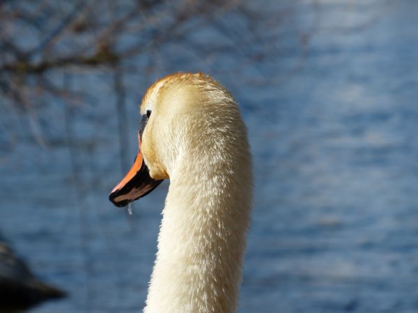 acqua, uccello, bianca, lago, animale, fiume