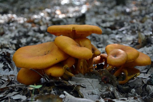 naturaleza, bosque, Produce, otoño, seta, naranja