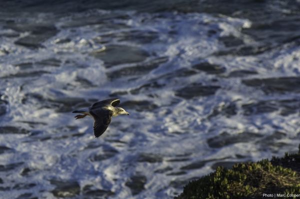 海, 海岸, 水, 自然, 海洋, 鳥