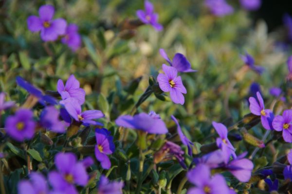 natur, blomstre, anlegg, blomst, lilla, petal