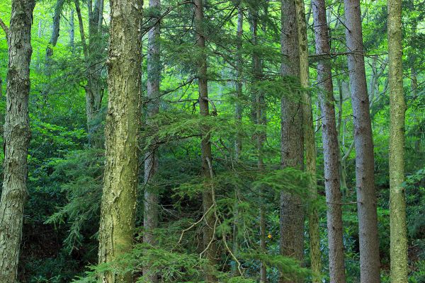 arbre, la nature, forêt, région sauvage, plante, randonnée