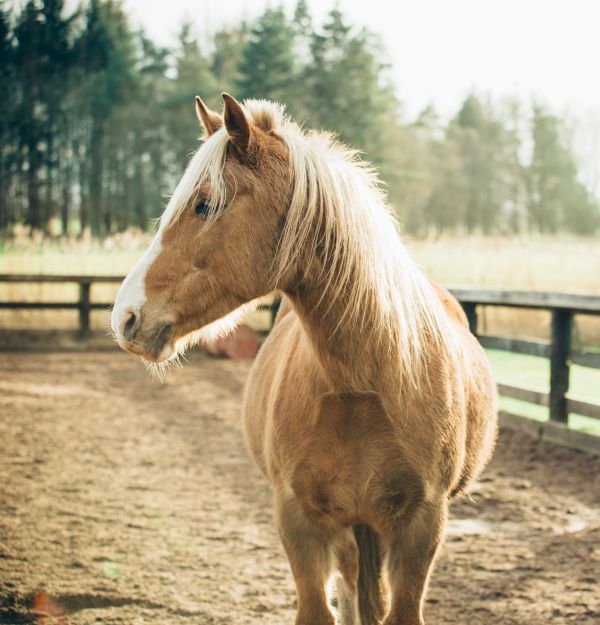 animal,pastar,caballo,mamífero,semental,melena