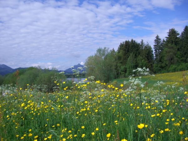 krajina,príroda,tráva,divokosť,vrch,rastlina