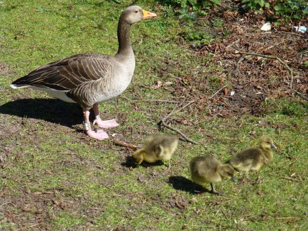 Příroda,pták,zvěř a rostlinstvo,zobák,fauna,slepice