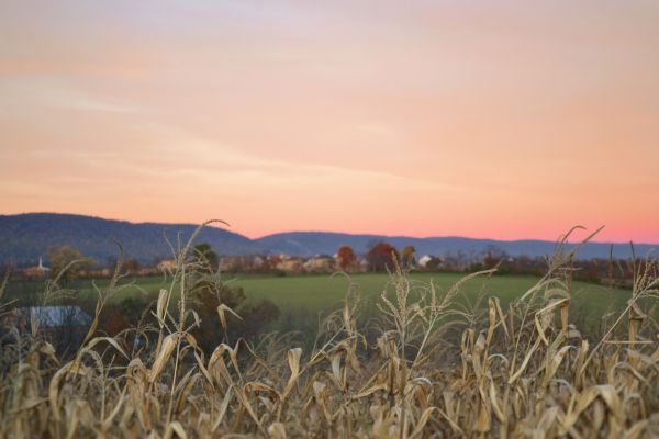 landschap,boom,gras,buitenshuis,wolk,hemel