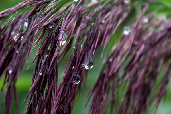 water,nature,grass,outdoor,branch,plant